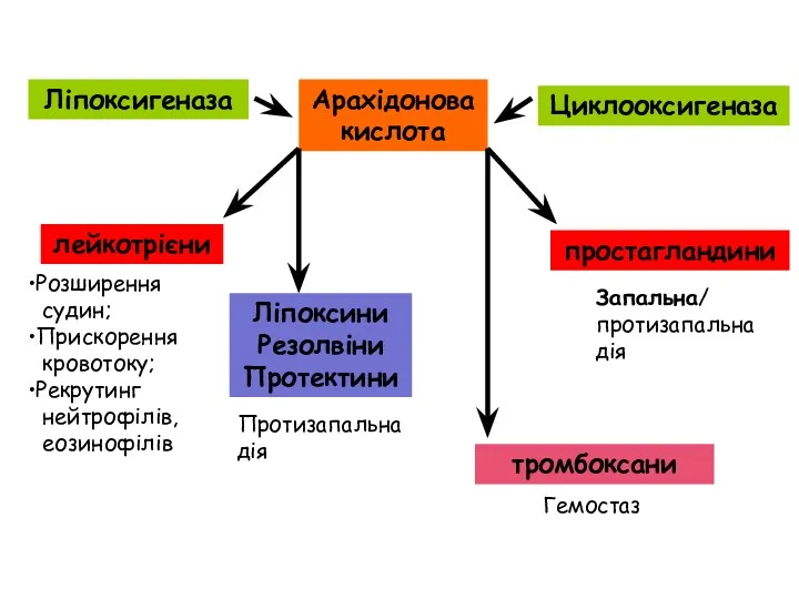Арахідонова кислота Ліпоксигеназа лейкотрієни Розширення судин; Прискорення кровотоку; Рекрутинг нейтрофілів,