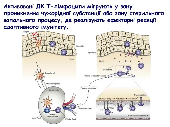 Активовані ДК Т-лімфоцити мігрують у зону проникнення чужорідної субстанції або