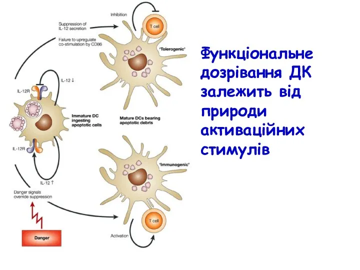 Функціональне дозрівання ДК залежить від природи активаційних стимулів