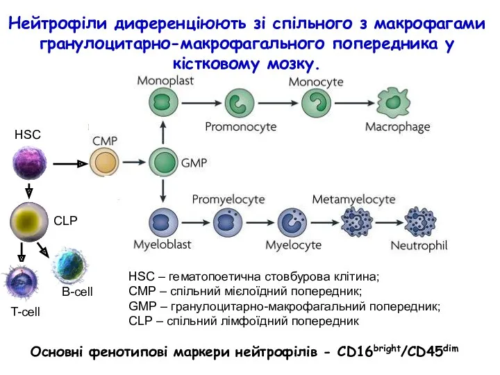 Нейтрофіли диференціюють зі спільного з макрофагами гранулоцитарно-макрофагального попередника у кістковому