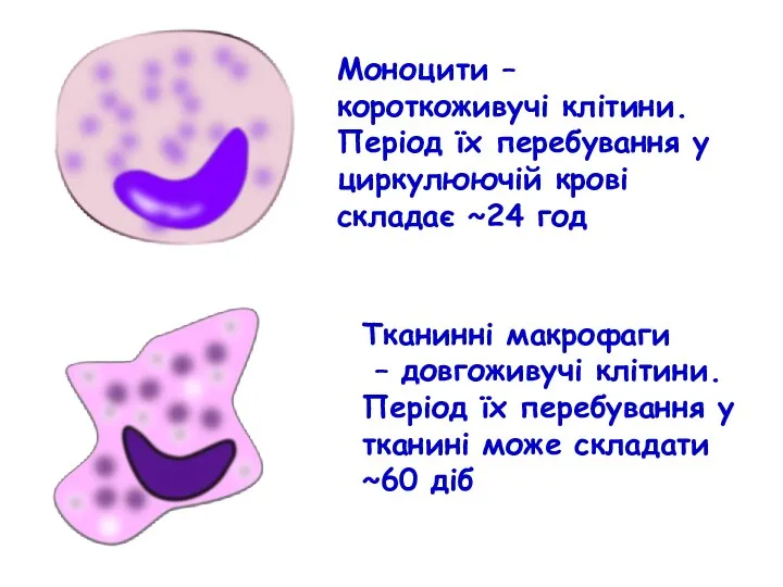Моноцити – короткоживучі клітини. Період їх перебування у циркулюючій крові