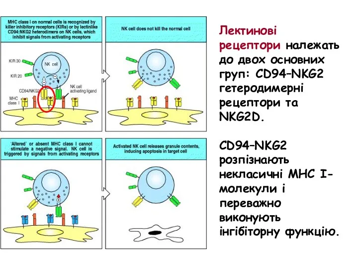 Лектинові рецептори належать до двох основних груп: CD94–NKG2 гетеродимерні рецептори