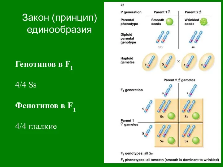 Закон (принцип) единообразия Генотипов в F1 4/4 Ss Фенотипов в F1 4/4 гладкие