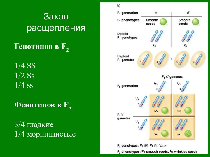 Закон расщепления Генотипов в F2 1/4 SS 1/2 Ss 1/4