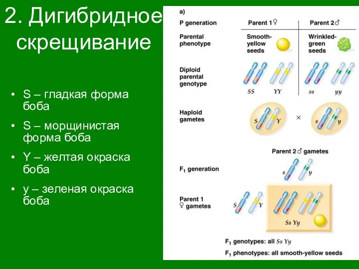 2. Дигибридное скрещивание S – гладкая форма боба S – морщинистая форма боба