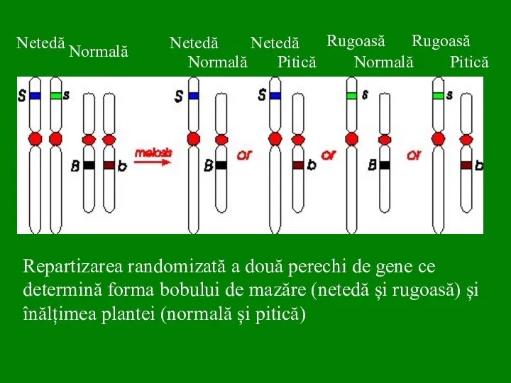 Repartizarea randomizată a două perechi de gene ce determină forma bobului de mazăre