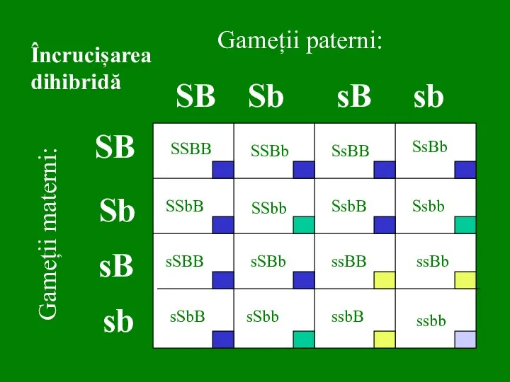 SB Sb sB SB sb sb Gameții materni: Gameții paterni: Încrucișarea dihibridă Sb