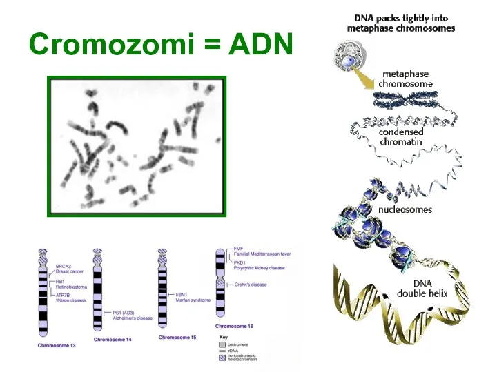 Cromozomi = ADN