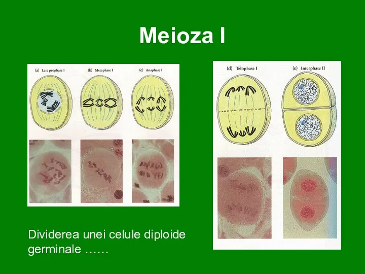 Meioza I Dividerea unei celule diploide germinale ……