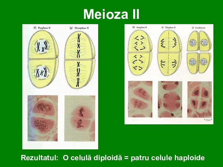 Meioza II Rezultatul: O celulă diploidă = patru celule haploide
