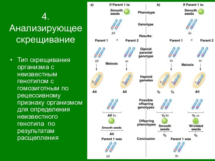 4. Анализирующее скрещивание Тип скрещивания организма с неизвестным генотипом с гомозиготным по рецессивному