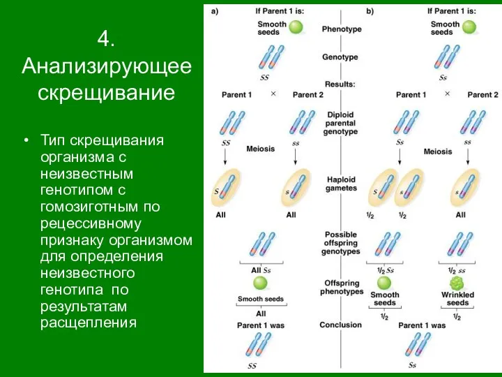 4. Анализирующее скрещивание Тип скрещивания организма с неизвестным генотипом с