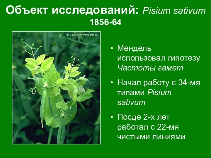 Объект исследований: Pisium sativum 1856-64 Мендель использовал гипотезу Частоты гамет Начал работу с