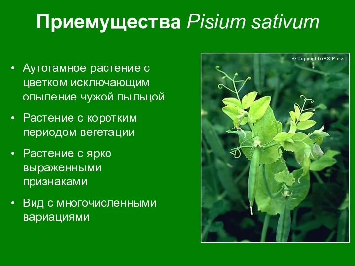 Приемущества Pisium sativum Аутогамное растение с цветком исключающим опыление чужой пыльцой Растение с