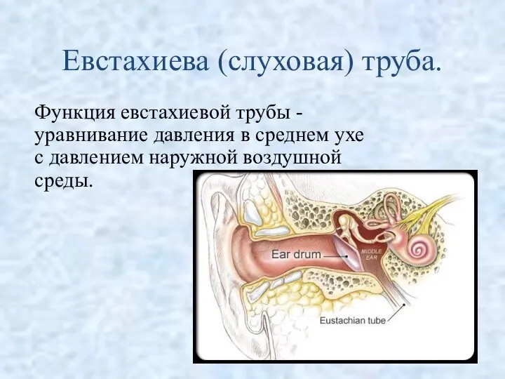 Евстахиева (слуховая) труба. Функция евстахиевой трубы - уравнивание давления в