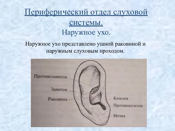 Периферический отдел слуховой системы. Наружное ухо. Наружное ухо представлено ушной раковиной и наружным слуховым проходом.