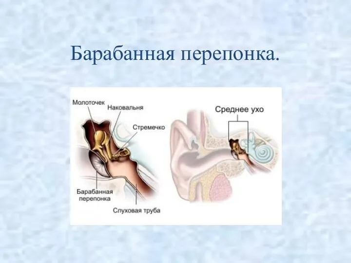 Барабанная перепонка.