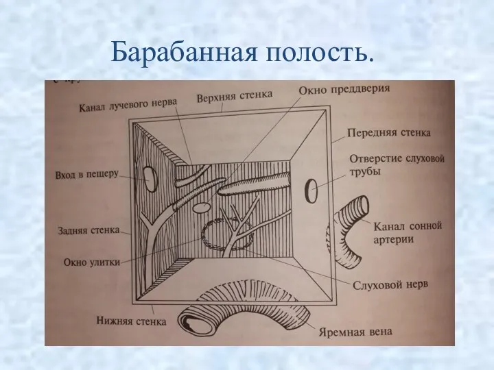 Барабанная полость.