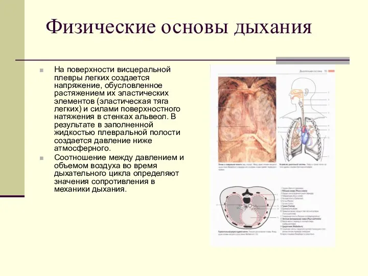 Физические основы дыхания На поверхности висцеральной плевры легких создается напряжение,