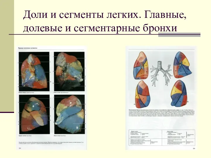 Доли и сегменты легких. Главные, долевые и сегментарные бронхи