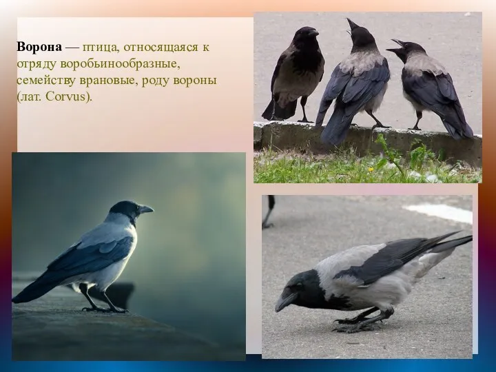 Ворона — птица, относящаяся к отряду воробьинообразные, семейству врановые, роду вороны (лат. Corvus).