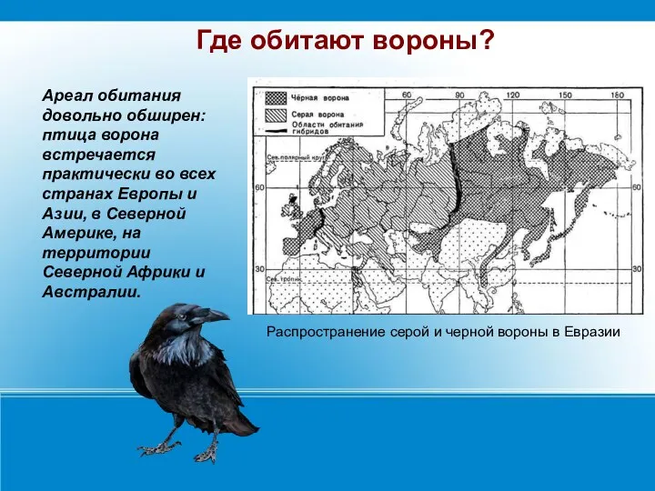 Ареал обитания довольно обширен: птица ворона встречается практически во всех