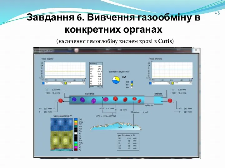 Завдання 6. Вивчення газообміну в конкретних органах (насичення гемоглобіну киснем крові в Cutis)