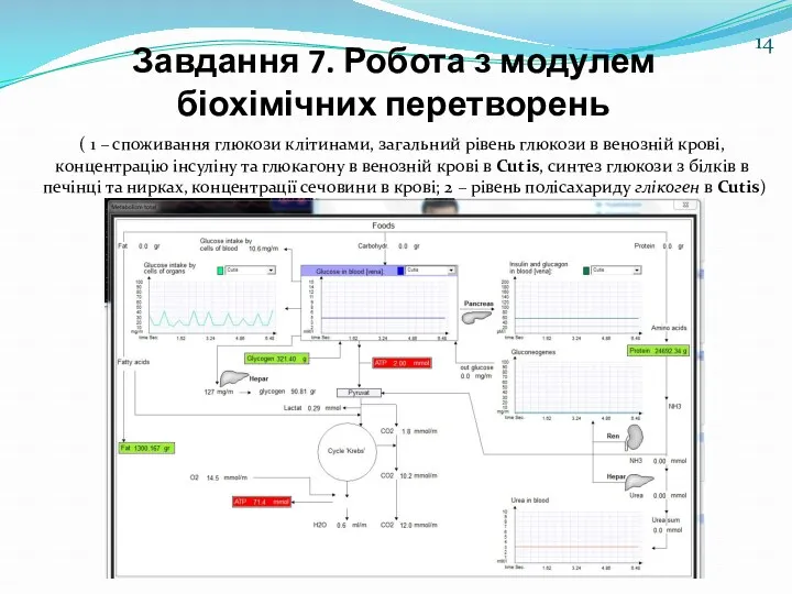 Завдання 7. Робота з модулем біохімічних перетворень ( 1 – споживання глюкози клітинами,