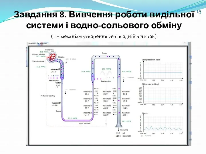 Завдання 8. Вивчення роботи видільної системи і водно-сольового обміну ( 1 – механізм