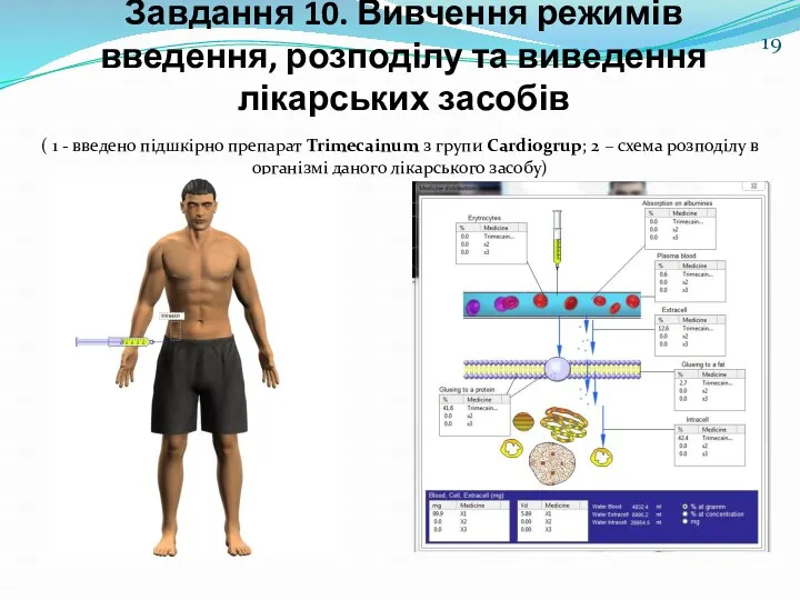 Завдання 10. Вивчення режимів введення, розподілу та виведення лікарських засобів ( 1 -