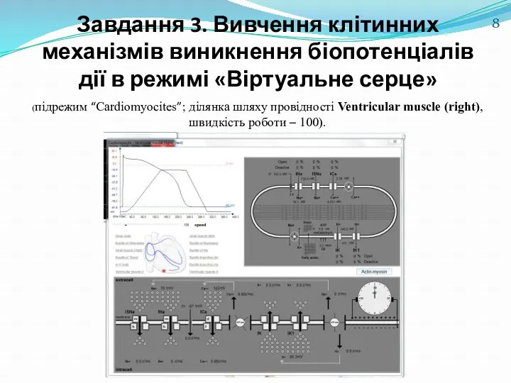 Завдання 3. Вивчення клітинних механізмів виникнення біопотенціалів дії в режимі «Віртуальне серце» (підрежим