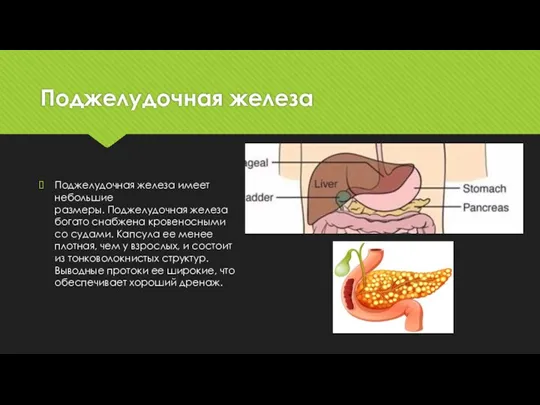 Поджелудочная железа Поджелудочная железа имеет небольшие размеры. Поджелудочная железа богато снабжена кровеносными со