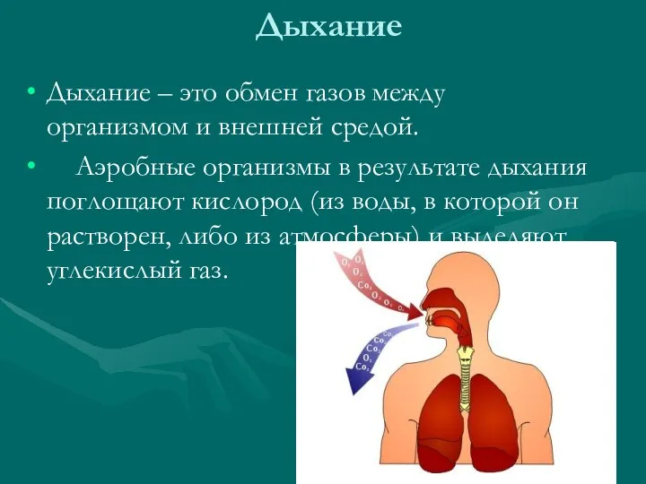 Дыхание Дыхание – это обмен газов между организмом и внешней