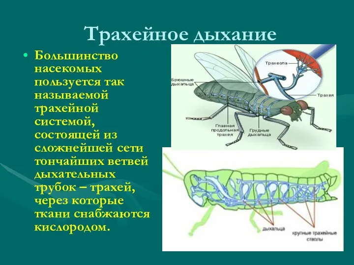 Трахейное дыхание Большинство насекомых пользуется так называемой трахейной системой, состоящей