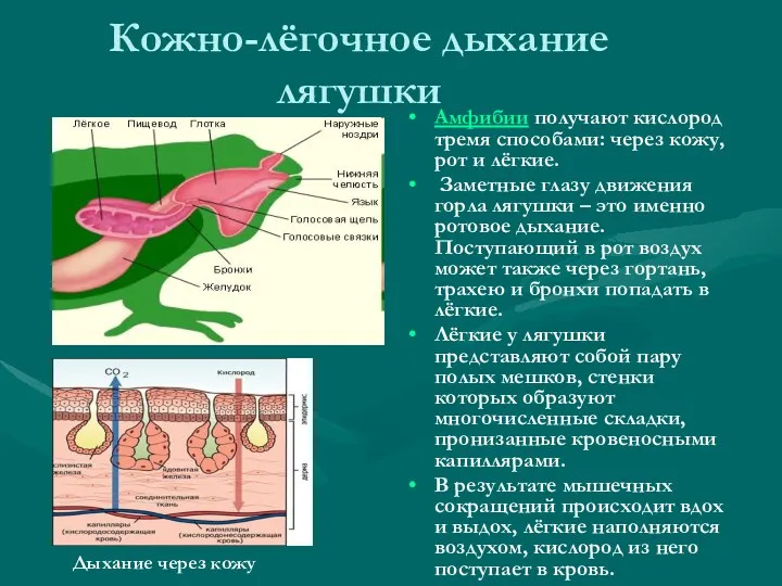 Кожно-лёгочное дыхание лягушки Амфибии получают кислород тремя способами: через кожу,