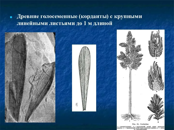 Древние голосеменные (кордаиты) с крупными линейными листьями до 1 м длиной