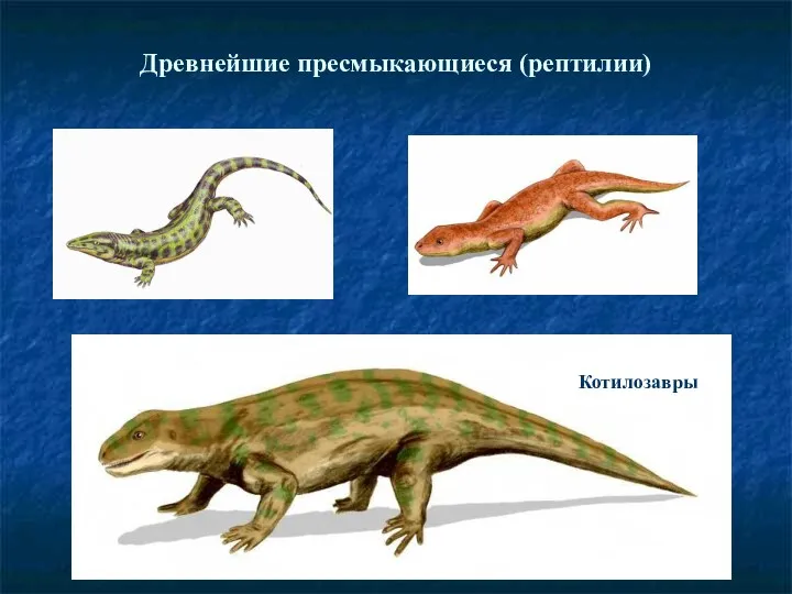Древнейшие пресмыкающиеся (рептилии) Котилозавры