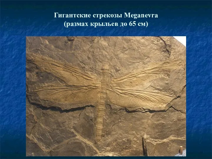 Гигантские стрекозы Meganevra (размах крыльев до 65 см)