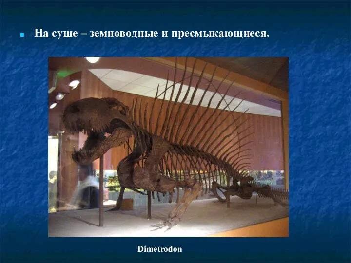 На суше – земноводные и пресмыкающиеся. Dimetrodon