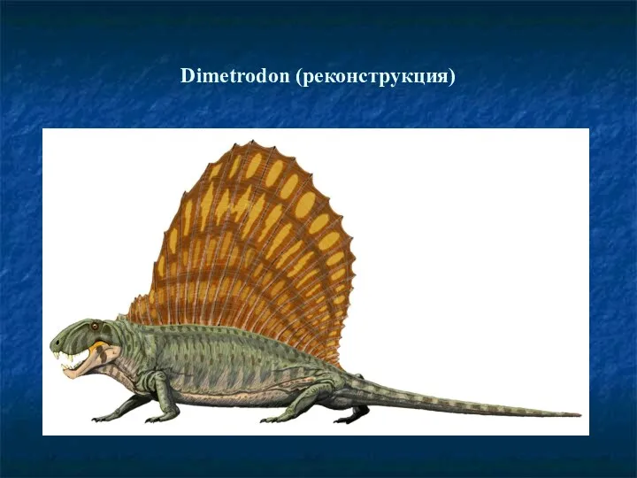 Dimetrodon (реконструкция)