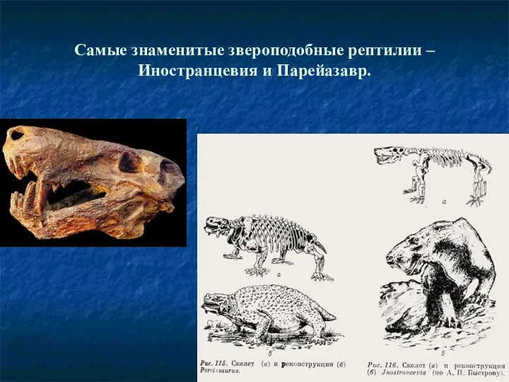 Самые знаменитые звероподобные рептилии – Иностранцевия и Парейазавр.