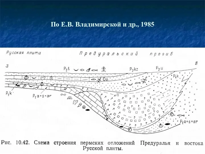 По Е.В. Владимирской и др., 1985