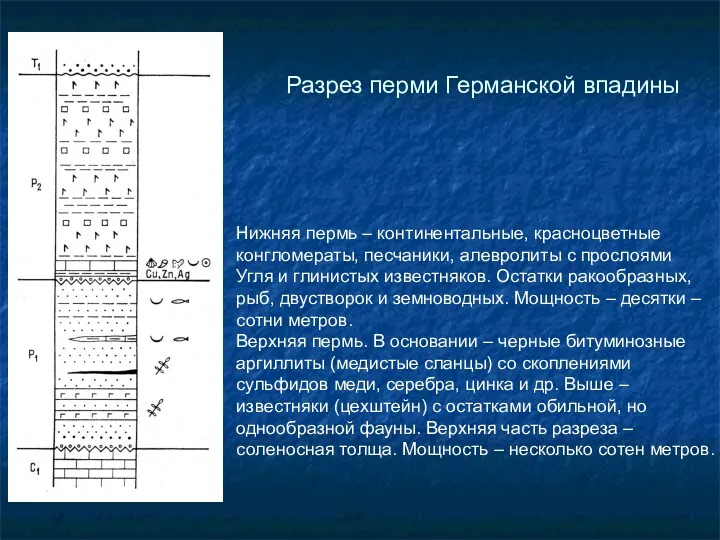 Разрез перми Германской впадины Нижняя пермь – континентальные, красноцветные конгломераты,