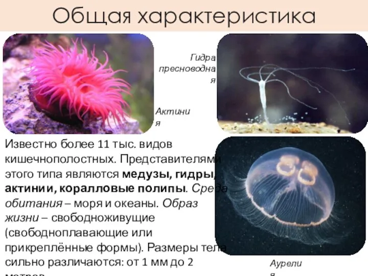 Общая характеристика Известно более 11 тыс. видов кишечнополостных. Представителями этого типа являются медузы,