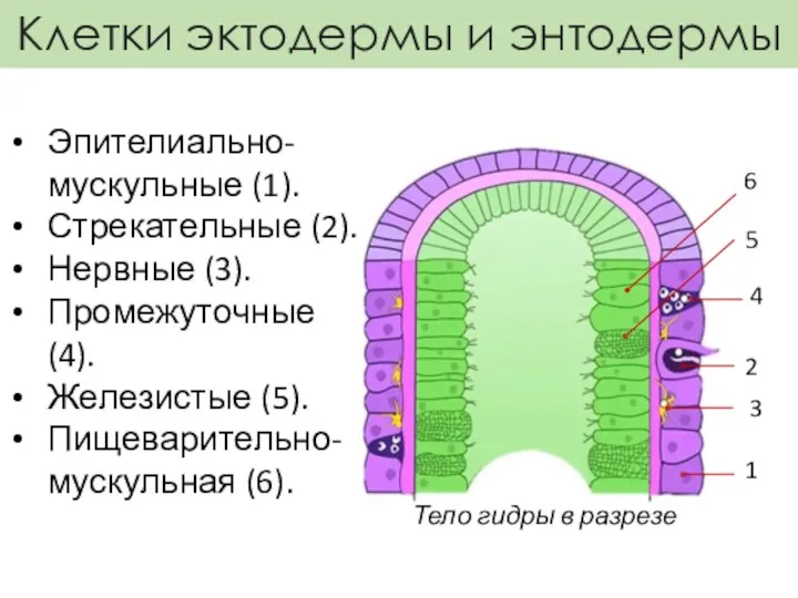 Клетки эктодермы и энтодермы 1 2 3 Тело гидры в разрезе 4 Эпителиально-мускульные