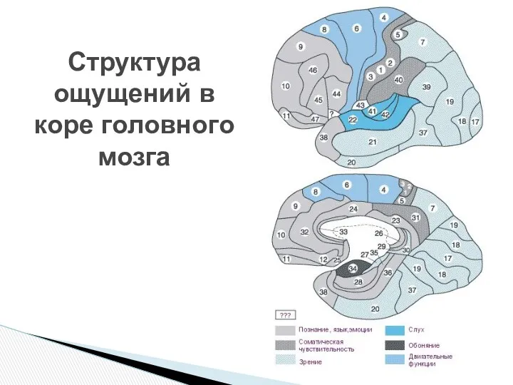 Структура ощущений в коре головного мозга