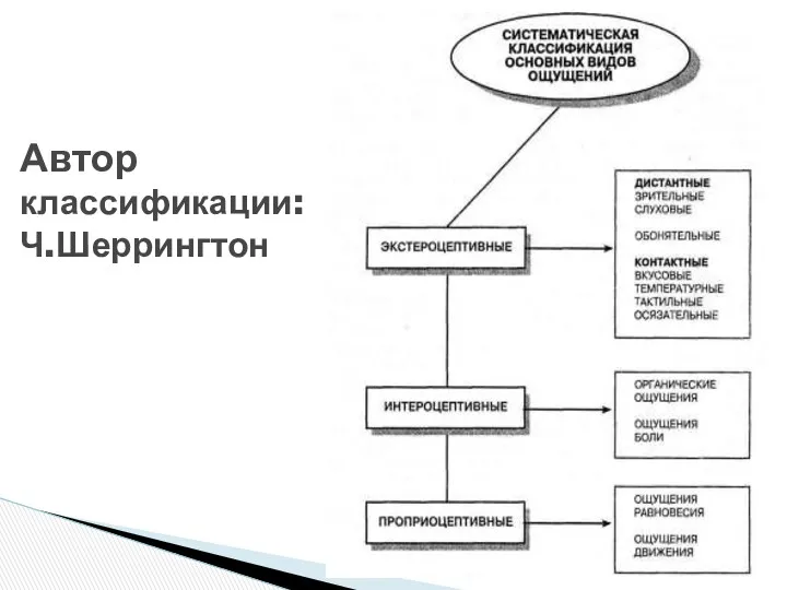 Автор классификации: Ч.Шеррингтон