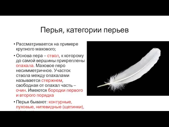 Перья, категории перьев Рассматривается на примере крупного махового; Основа пера