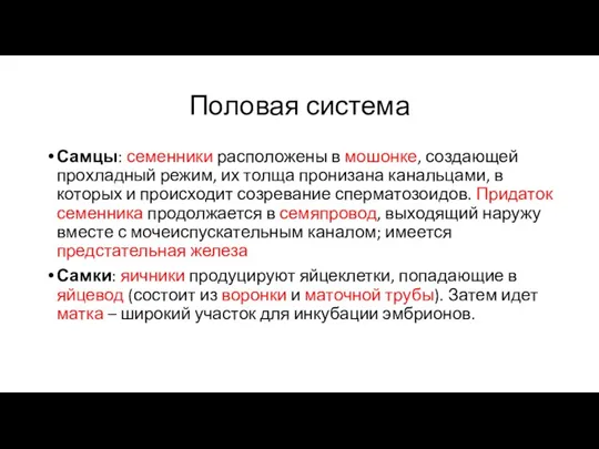 Половая система Самцы: семенники расположены в мошонке, создающей прохладный режим,