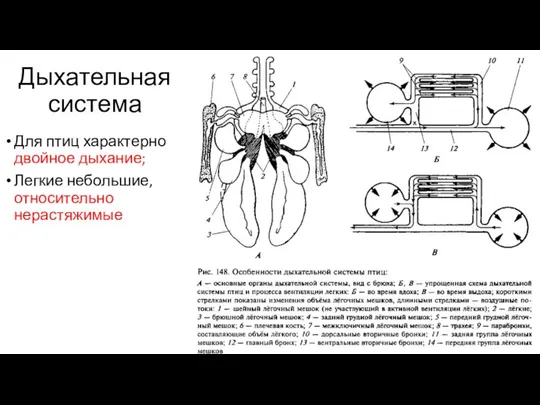 Дыхательная система Для птиц характерно двойное дыхание; Легкие небольшие, относительно нерастяжимые